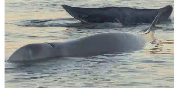 Εντοπίστηκε τραυματισμένη φάλαινα στην παραλία Αλίμου (+Βίντεο)