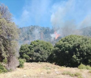 Δασική πυρκαγιά ξέσπασε σε ελατόδασος κοντά στο Καταφύλλι Αργιθέας (+Φωτο)