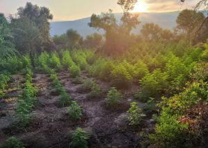 Μεσσηνία: Εντοπίστηκε φυτεία κάνναβης με πάνω από 1.500 δενδρύλλια - Περί τα 2 εκατ. ευρώ θα ήταν το κέρδος των δραστών!