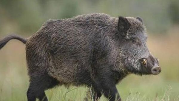 Λεωφορείο του ΚΤΕΛ τράκαρε με αγριογούρουνο στη Θεσσαλονίκη