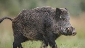 Λεωφορείο του ΚΤΕΛ τράκαρε με αγριογούρουνο στη Θεσσαλονίκη