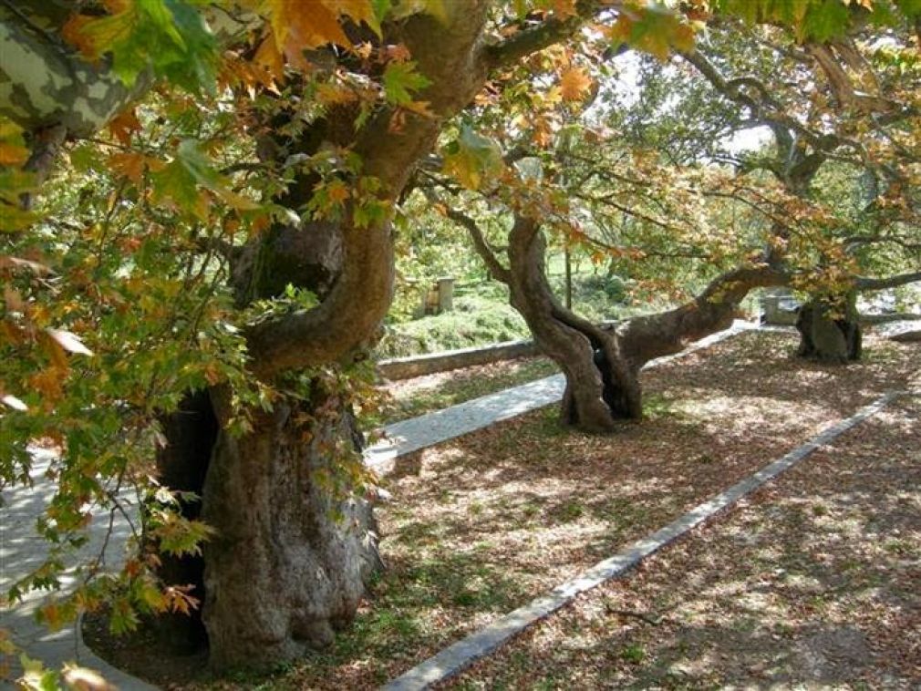 Τα πλατάνια πεθαίνουν στην Ελλάδα - Σε αναζήτηση κονδυλίων το ΥπΑΑΤ