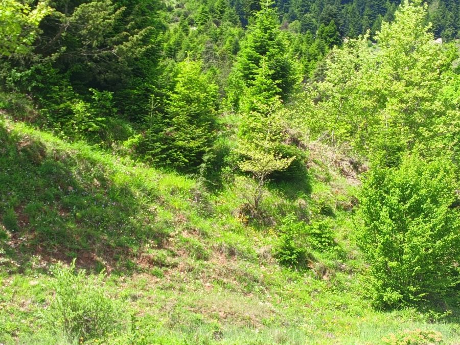 Η αρχή της ιστορικότητας στη διαχείριση των φυσικών οικοσυστημάτων στη χώρα μας από το Εργαστήριο Λιβαδοπονίας και Διαχείρισης Προστατευόμενων Περιοχών του Π.Θ.