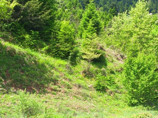 Η αρχή της ιστορικότητας στη διαχείριση των φυσικών οικοσυστημάτων στη χώρα μας από το Εργαστήριο Λιβαδοπονίας και Διαχείρισης Προστατευόμενων Περιοχών του Π.Θ.