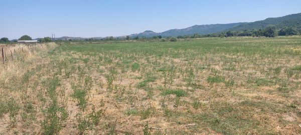 Νερό για άρδευση μέσω σωληνώσεων στο ρέμα του Μαυρομματίου - Δεν προχώρησε η προσπάθεια για λιμνοδεξαμενή