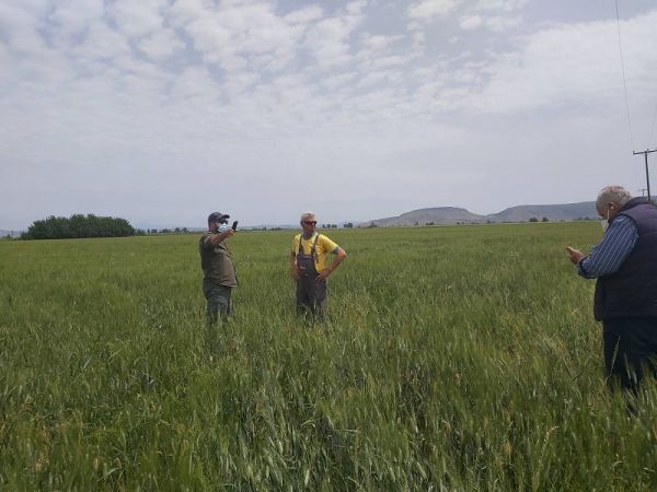 Εκτεταμένες ζημιές σε καλλιέργειες σιτηρών στο Δήμο Σοφάδων διαπίστωσε κλιμάκιο του ΕΛΓΑ