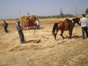 Καρδίτσα: Όταν τα ανθρώπινα χέρια στον κάμπο αντικαθιστούσαν τις μηχανές σε όργωμα, θερισμό και παραγωγή αλευριού από το σιτάρι