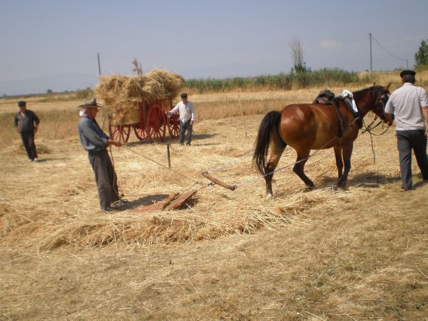 Καρδίτσα: Όταν τα ανθρώπινα χέρια στον κάμπο αντικαθιστούσαν τις μηχανές σε όργωμα, θερισμό και παραγωγή αλευριού από το σιτάρι