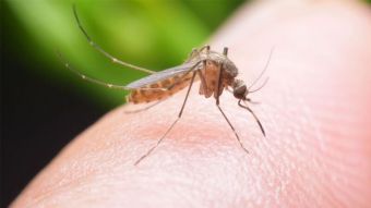 Ε.Ο.Δ.Υ.: Δύο νέα κρούσματα ιού του Δυτικού Νείλου στους Δήμους Καρδίτσας και Μουζακίου