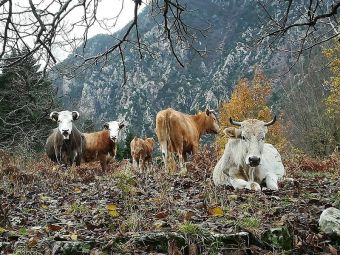 Β. Τσιάκος: Θα βρεθεί άμεσα χώρος για φιλοξενία ανεπιτήρητων παραγωγικών ζώων