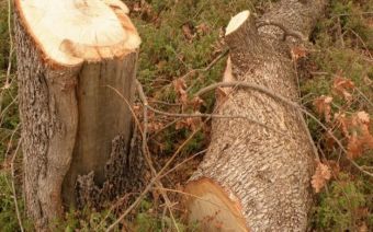 Φθιώτιδα: Νεκρός άνδρας που καταπλακώθηκε από δέντρο