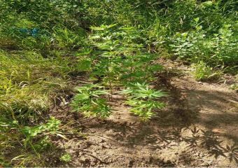 Εντοπίστηκαν δύο φυτείες δενδρυλλίων κάνναβης σε δασικές περιοχές του ν. Καρδίτσας - Μία σύλληψη άνδρα