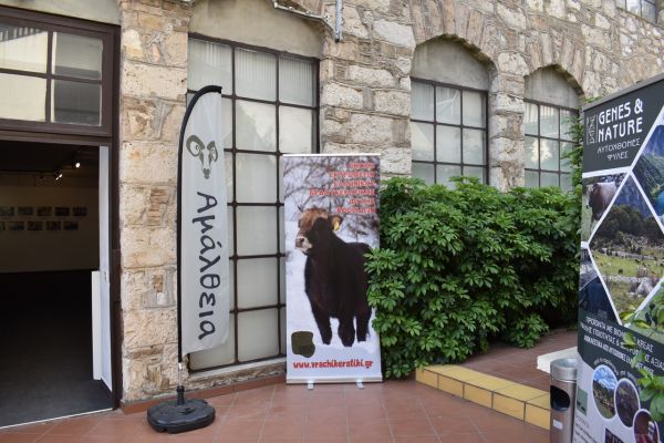 Ένωση Εκτροφέων Ελληνικής Βραχυκερατικής Φυλής Βοοειδών: «Γνωριμία με τη Βραχυκερατική Φυλή»