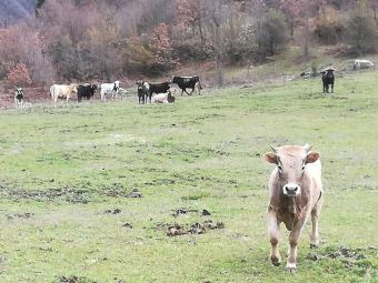 Αχτίδα φωτός από το Δήμο Καρδίτσας για την εύρεση χώρου φύλαξης των ανεπιτήρητων παραγωγικών ζώων