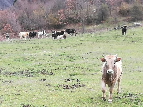 Αχτίδα φωτός από το Δήμο Καρδίτσας για την εύρεση χώρου φύλαξης των ανεπιτήρητων παραγωγικών ζώων