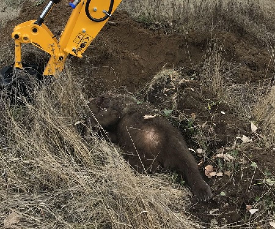 Φλώρινα: Θηλυκή αρκούδα νεκρή μετά από τροχαίο