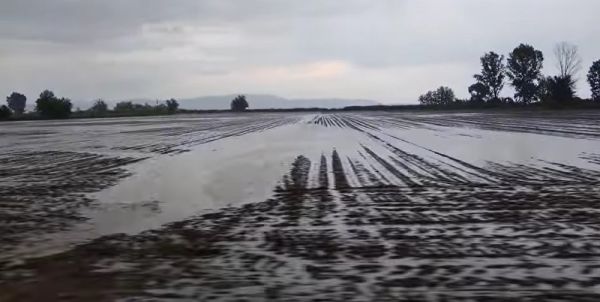 Καταστροφική βροχόπτωση για τις καλλιέργειες - Πλημμύρισαν χιλιάδες στρέμματα κυρίως στο Δήμο Παλαμά