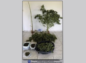 Σύλληψη άνδρα στην ευρύτερη περιοχή του Παλαμά για ποσότητες κάνναβης