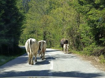 Ανεπιτήρητα βοοειδή... ένα πρόβλημα που διαιωνίζεται και λύση δεν δίνεται...