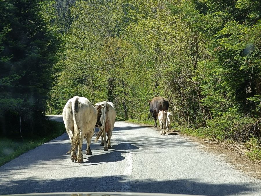 Ανεπιτήρητα βοοειδή... ένα πρόβλημα που διαιωνίζεται και λύση δεν δίνεται...