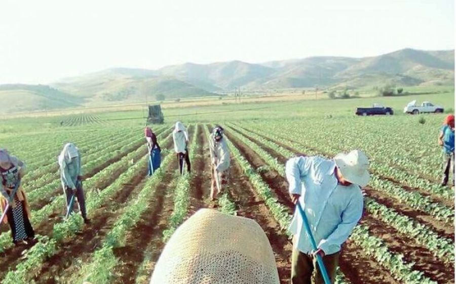 Ξεκινά πιλοτικό πρόγραμμα μετακίνησης εργατών με έξοδα της ΔΥΠΑ