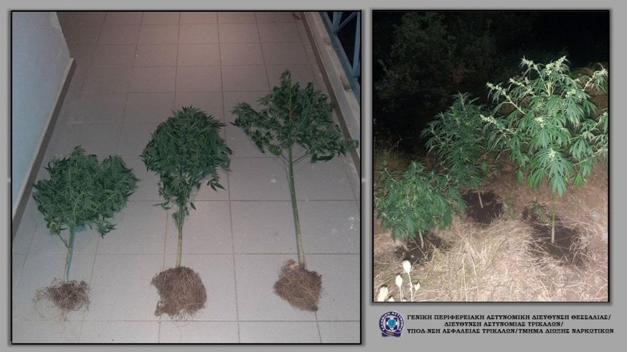 Δώδεκα συλλήψεις για ναρκωτικά κατά το τελευταίο πενθήμερο στη Θεσσαλία