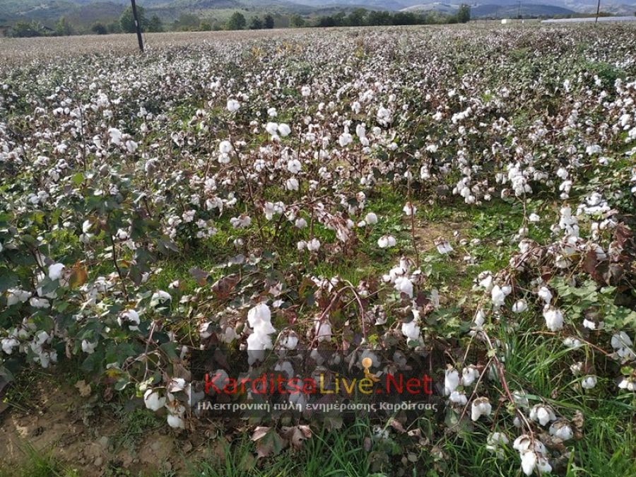 Αναγγελία ζημιών σε βαμβακοκαλλιέργειες στους Δήμους Σοφάδων και Παλαμά