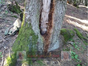 Οβίδα του Β’ Παγκοσμίου Πολέμου «αγκαλιάστηκε» από δέντρο στο Νεοχώρι Καρδίτσας (+Φώτο)