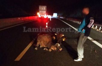 Σύγκρουση μικρού φορτηγού με ...αγελάδα εντός του Ε65 (+Φωτο)