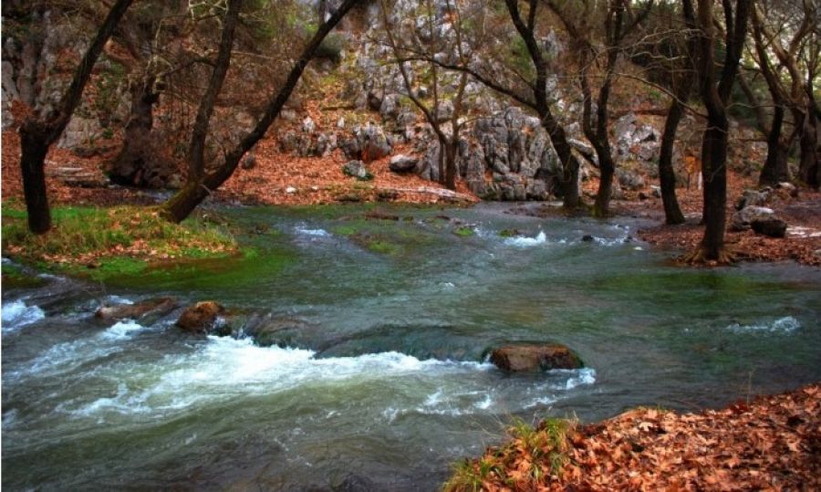 Κοπή 188 πλατάνων από κοίτες ρεμάτων και ποταμών στην περιοχή της λίμνης Πλαστήρα