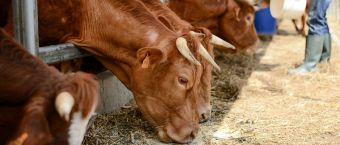 Υπεγράφησαν οι συνδεδεμένες ενισχύσεις για βοοειδή και αιγοπρόβατα