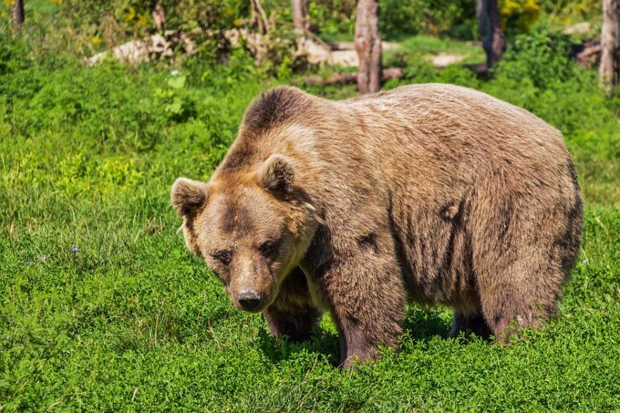 Με βαριά τραύματα νοσηλεύεται στο Νοσοκομείο Καστοριάς νεαρός που πάλεψε με αρκούδα
