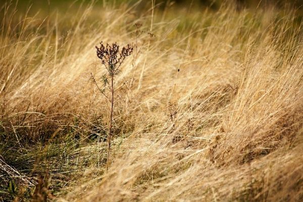 Πάνω από 3.500 καταγγελίες για ακαθάριστα οικόπεδα σε όλη τη χώρα - Ξεκίνησαν οι έλεγχοι και τα πρόστιμα