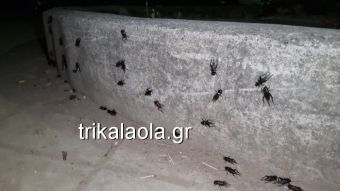 Εκατομμύρια τριζόνια «πολιορκούν» την πόλη των Τρικάλων και τα χωριά του κάμπου