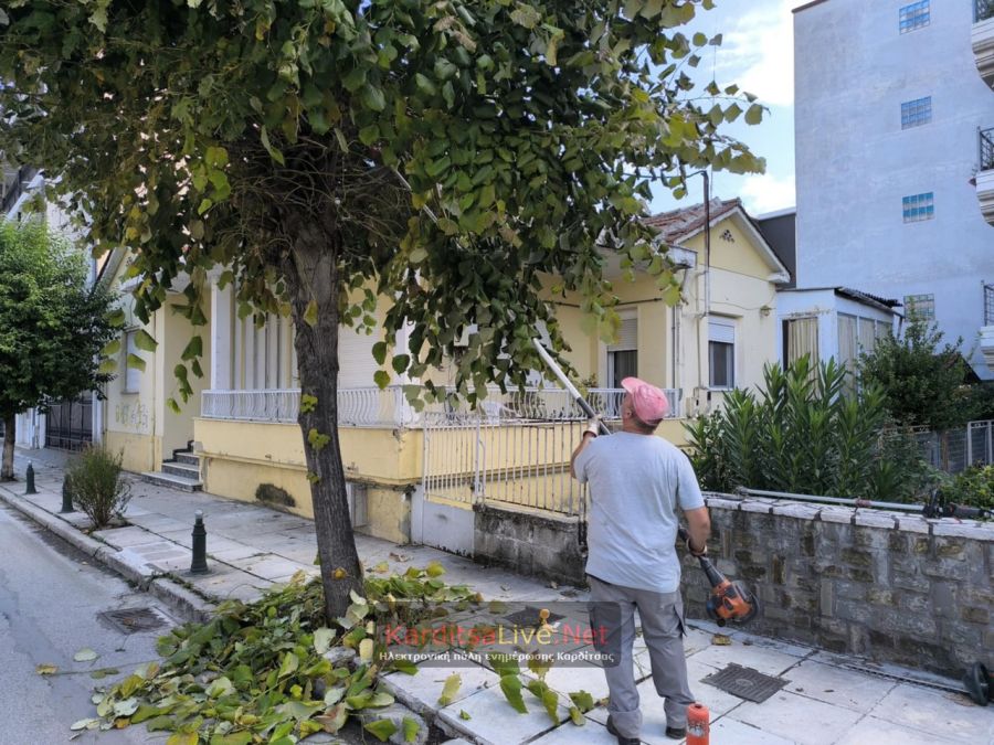Συνεχίζονται οι εργασίες κλαδέματος στην Καρδίτσα – ελλείψεις προσωπικού στη Δ/νση Καθαριότητας και Πρασίνου (+Φωτο +Βίντεο)