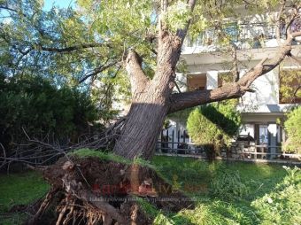 Πτώση μεγάλου δένδρου στο μπαλκόνι διαμερίσματος στην Καρδίτσα (+Φώτο +Βίντεο)