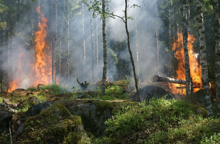 Τις 63 έφτασαν οι πυρκαγιές το τελευταίο 24ωρο - 10 μεγάλες σε εξέλιξη, οι 6 σε Έβρο, Καβάλα και Ροδόπη