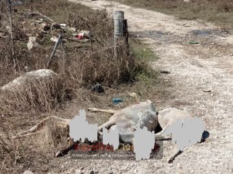 Σε λίγες ημέρες ξεκινά για αγρότες και κτηνοτρόφους ο β' κύκλος πρώτης αρωγής λόγω των πλημμυρών - Ποιοι διεκδικούν άλλα 10.000 ευρώ