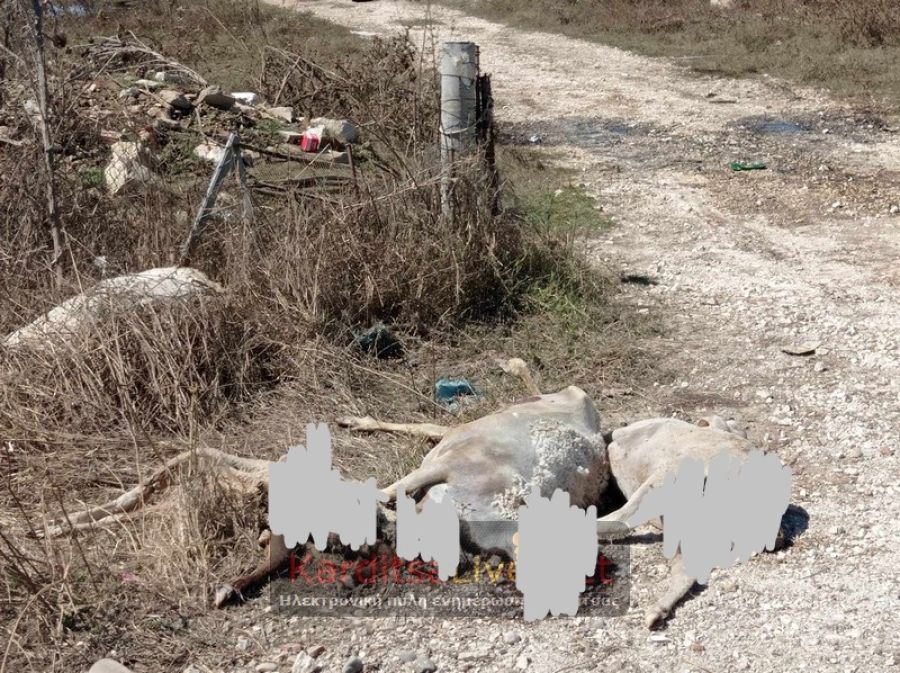 Σε λίγες ημέρες ξεκινά για αγρότες και κτηνοτρόφους ο β' κύκλος πρώτης αρωγής λόγω των πλημμυρών - Ποιοι διεκδικούν άλλα 10.000 ευρώ
